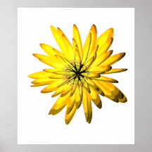 Ejemplo amarillo de la flor del crisantemo posters