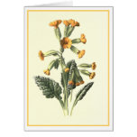 Ejemplo botánico de "Cowslip" Tarjeta