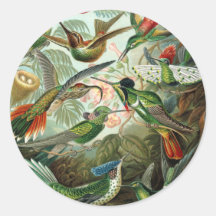 Ejemplo científico de los colibríes del vintage etiqueta