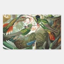 Ejemplo científico de los colibríes del vintage rectangular pegatina