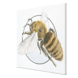 Ejemplo de la abeja europea de la miel lona estirada galerias