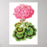 Ejemplo de la flor del vintage del "geranio zonal" poster