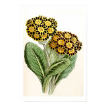 Ejemplo de la flor del vintage del "Polyanthus" posters