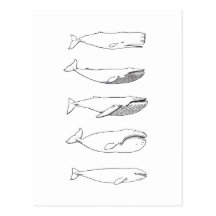 Ejemplo de las ballenas (línea arte) postales