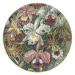 Ejemplo del vintage de las orquídeas plato