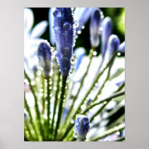 El Agapanthus cae el poster