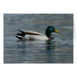 El agua del los patos apoya tarjetón