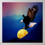 El águila calva persigue la Luna Llena Poster