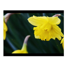 El ajardinar de la flor postales