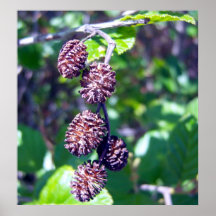 El aliso siembra 1 poster