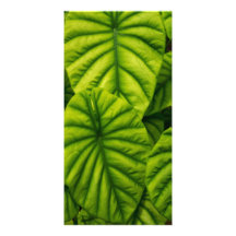 El Alocasia verde Cuprea sale de la isla de Hawaii Tarjetas Personales