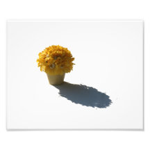 El amarillo florece el cubo y el recorte blancos d impresiones fotográficas