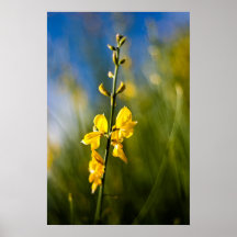 El amarillo florece el poster