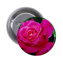 El amarillo híbrido paz del rosa" del rosa de té d pins