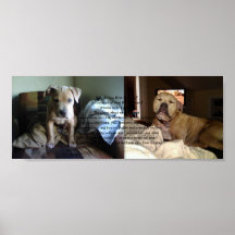 El amor de un pitbull poster