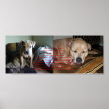 El amor de un pitbull impresiones