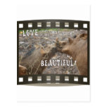 EL AMOR DE WARTHOG ES BESO HERMOSO TARJETA POSTAL