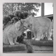 El amor del gatito Nuzzle… Impresiones