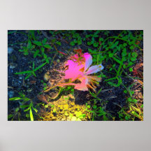 El amor echó hacia fuera las flores rosadas poster