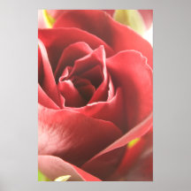 El amor es un poster del rosa rojo…