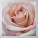 El amor primero se ruboriza color de rosa impresiones