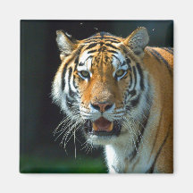 El Amur o el tigre siberiano Imán De Frigorífico