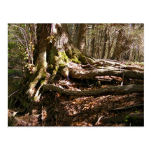 El árbol arraiga la postal del ~