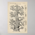 El "árbol de la vida " de Ernst Haeckel Poster