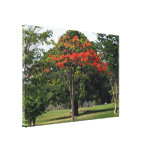 El árbol floreciente rojo en jardín impresiones en lona