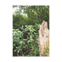 El árbol quebrado lona envuelta para galerias