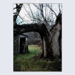 El árbol viejo de Madeline tarjetas