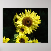 El arte del girasol imprime los artes curativos de poster