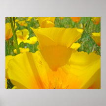 El arte del prado de las flores de la amapola impr poster