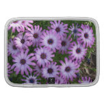 El aster florece el folio de la cartera organizador
