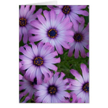 El aster florece la tarjeta de felicitación