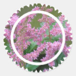 El Astilbe rosado florece al pegatina
