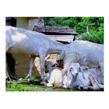 ¿EL BAA SHEEP-WHERE BLANCO DEL BAA TIENE TODAS NUE POSTALES