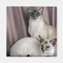 El Balinese, el punto azul del tabby y el tortie d Imán De Frigorífico