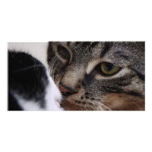 El besarse de dos gatos tarjeta fotográfica personalizada