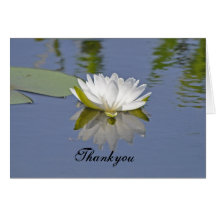 El blanco waterlily refleja felicitación