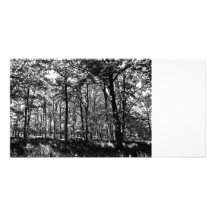 El bosque tarjeta fotográfica