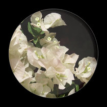 El Bougainvillea blanco florece el imán imanes