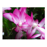 El cactus de navidad florece la postal