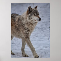 El caminar del lobo orgulloso impresiones