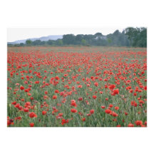 El campo rojo de la amapola, Kent, Inglaterra flor Invitación