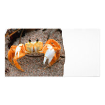 El cangrejo de Fiddler en la playa colorized el na Tarjetas Fotográficas Personalizadas