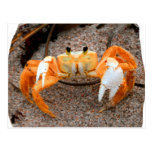 El cangrejo de Fiddler en la playa colorized el na Tarjeta Postal