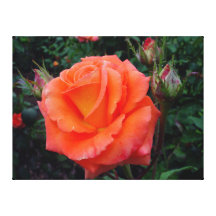 El Caribe color de rosa grandiflora en lona Impresión De Lienzo