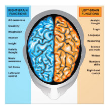 El cerebro humano de la impresión de la foto a la 