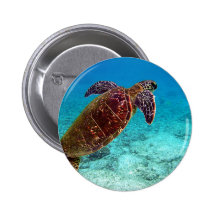 El Chelonia Mydas de la tortuga verde va para el a Pin
